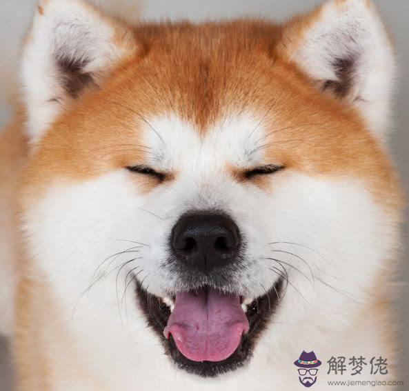 82年的狗是什麼命:82年屬狗什麼命