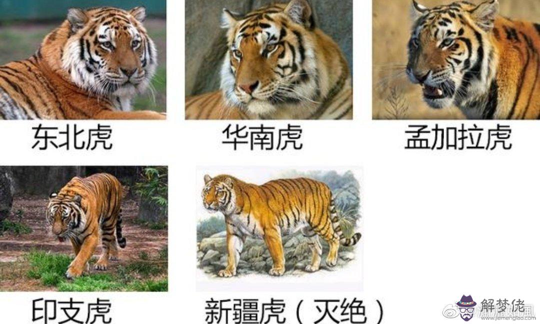 1950年屬什麼生肖:1950年出生的屬什麼?十二生肖