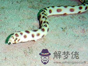 spotted:你太有才了,用英語怎麼說?