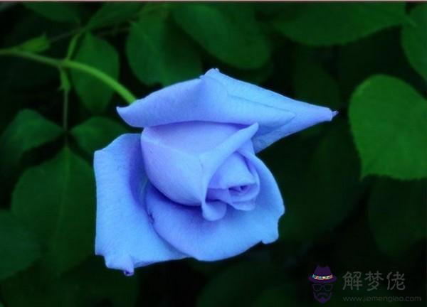 藍色姬是什麼花:藍色姬花代表什麼意思?送情人合適嗎?