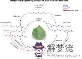 importantly:importantly是什麼意思