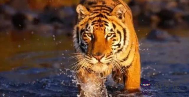 2020屬虎人全年運勢:62年生屬虎人2020年運程?