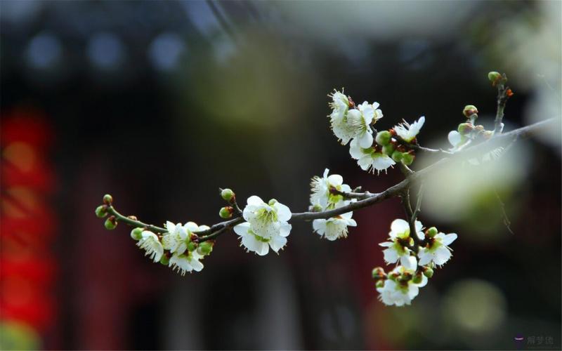 關于雨后的唯美句子:關于雨后美景的句子有哪些?