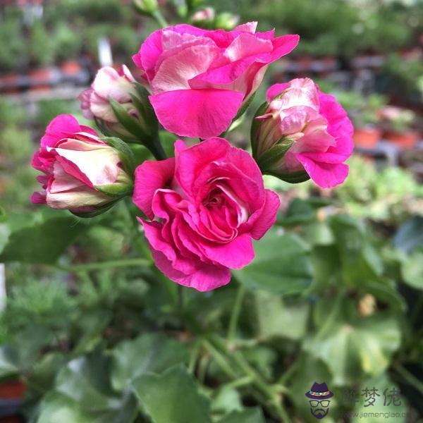 家里種什麼花好:家中種什麼花好?