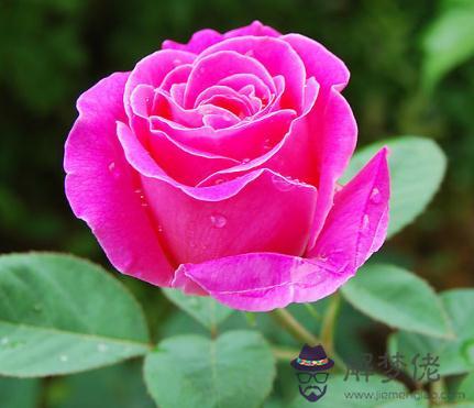 玫瑰和月季的區別:玫瑰花和月季花有什麼區別?
