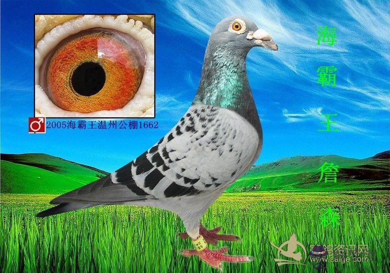 2005年屬什麼生肖:2005年是什麼屬相