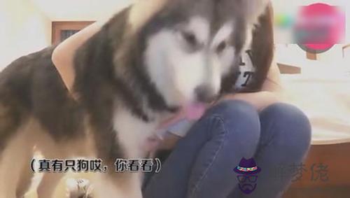 是人是狗分不清句子:有沒有像“因為我們太年輕,是人是狗分不清”這樣的...