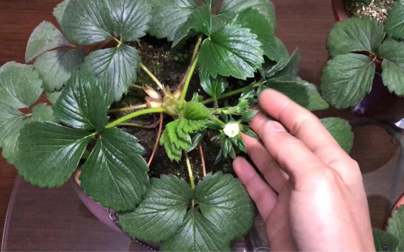 種草莓什麼意思:脖子種草莓是什麼意思啊?