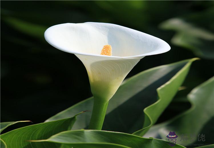馬蹄蓮的花語是什麼:馬蹄蓮的各種顏色花語是什麼?