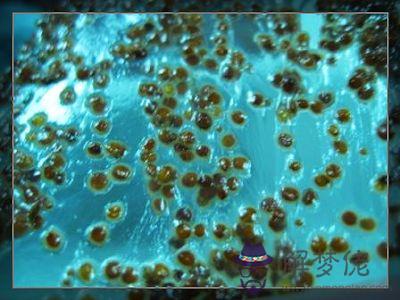 海藻面膜怎麼用:海藻面膜怎麼用?