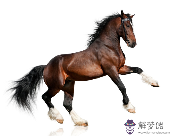 鼠和馬相配婚姻如何:屬鼠的和屬馬的婚姻相配嗎?