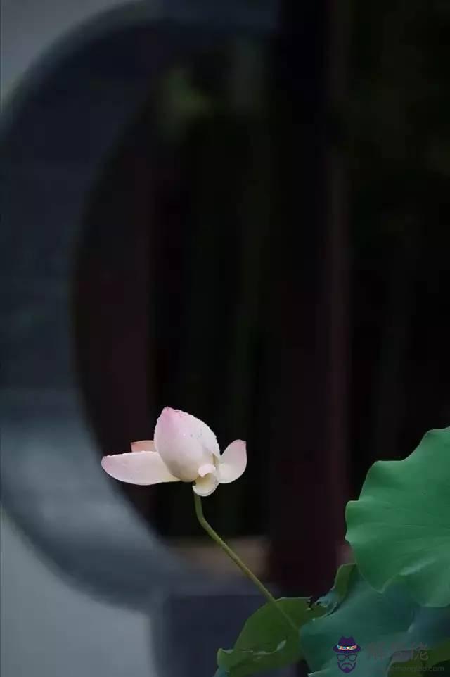 夏至是幾月幾日:夏至日的氣候特點有什麼? 是幾月幾日?每年都一樣嗎?