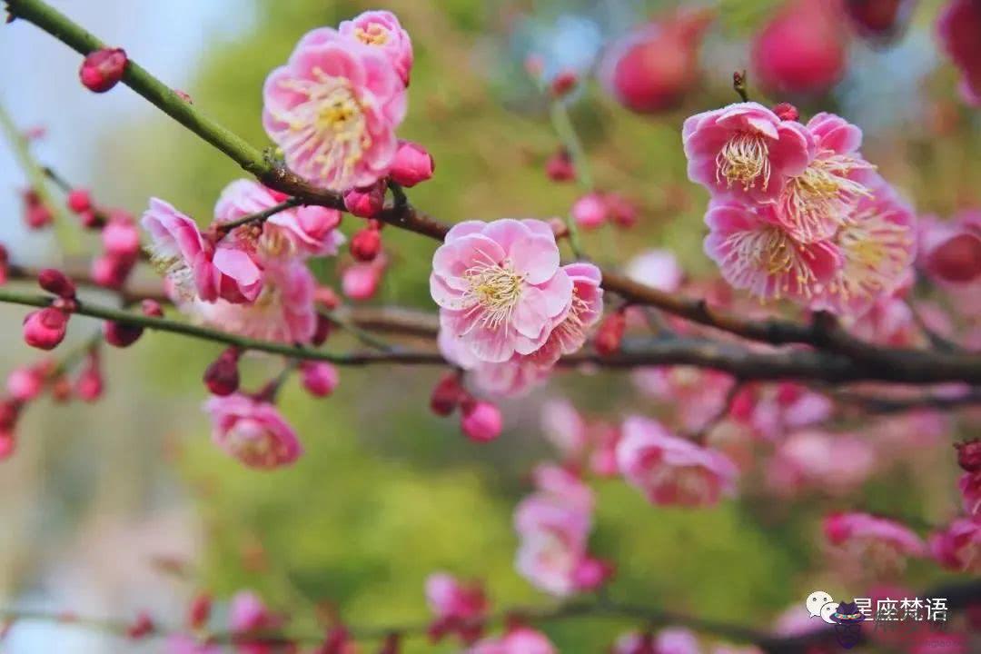 桃花運什麼意思:桃花運什麼意思?