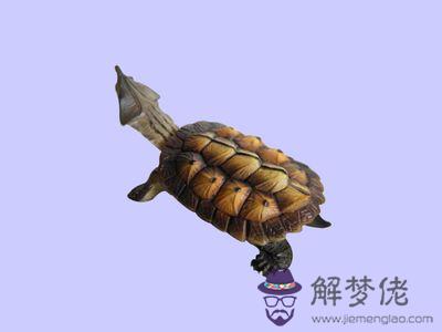 十大兇猛龜排名:十大兇猛龜排名是怎樣的?