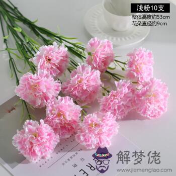 康乃馨一年開幾次花:康乃馨開花了以后,它還能繼續生長嗎?