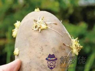 土豆怎麼保存不發芽:為什麼土豆和蘋果放在一起不發芽?