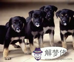 牛奶好還是羊奶好:喝牛奶還是喝羊奶好