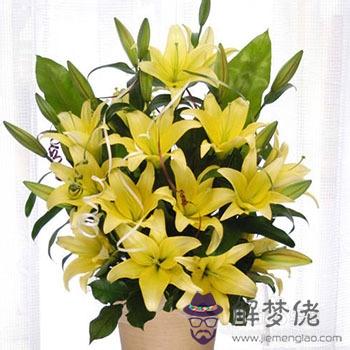 香水百合的養殖方法和注意事項:百合花的養殖方法和注意事項是怎樣的?