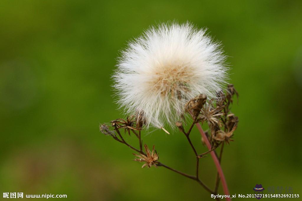 蒲公英的花語與寓意:蒲公英的花語是什麼呢?