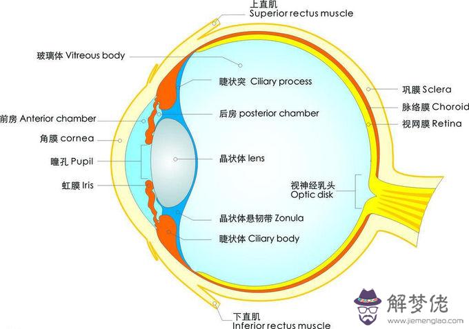 眼睛渾濁是什麼原因:眼睛不清澈,很渾濁,為什麼,如何根治