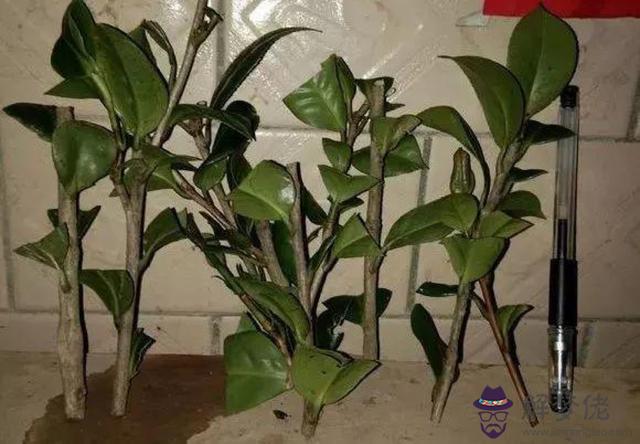 樓房里必養的8種花:花不僅可以放陽臺也可以吊著養,哪幾種花吊著養反而漂亮又飄逸?