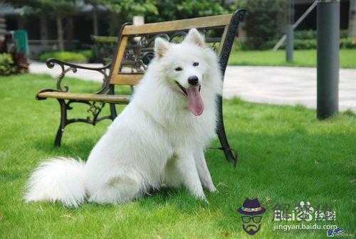 女生適合養什麼狗:養狗狗 女生適合養什麼狗狗好?