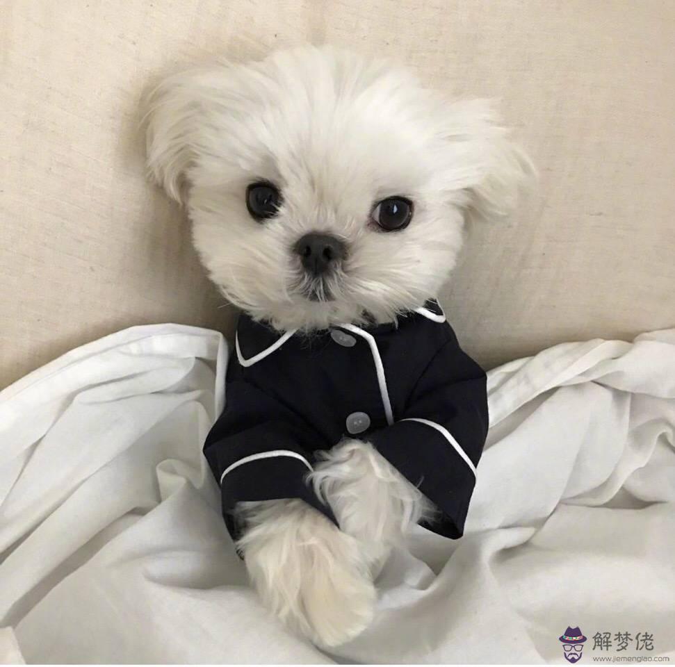 女生適合養什麼狗:大學女生最適合養什麼狗？