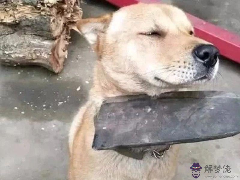 狗死了主人運勢:養的狗死了,是不是會影響運勢