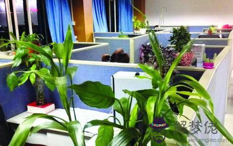 辦公室放什麼植物風水好:辦公室擺放什麼植物對風水比較好