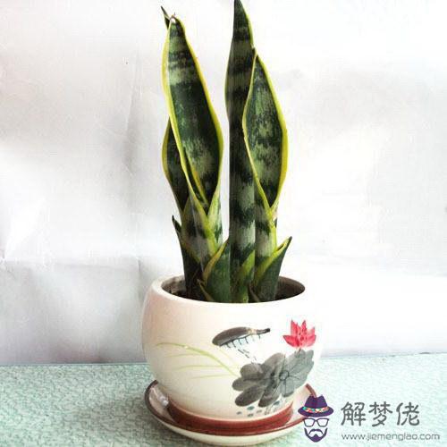 虎皮蘭的養殖方法:虎皮蘭的養殖方法和注意事項