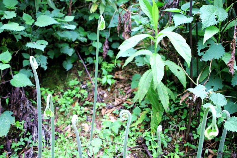 破土是什麼意思:破土是什麼意思