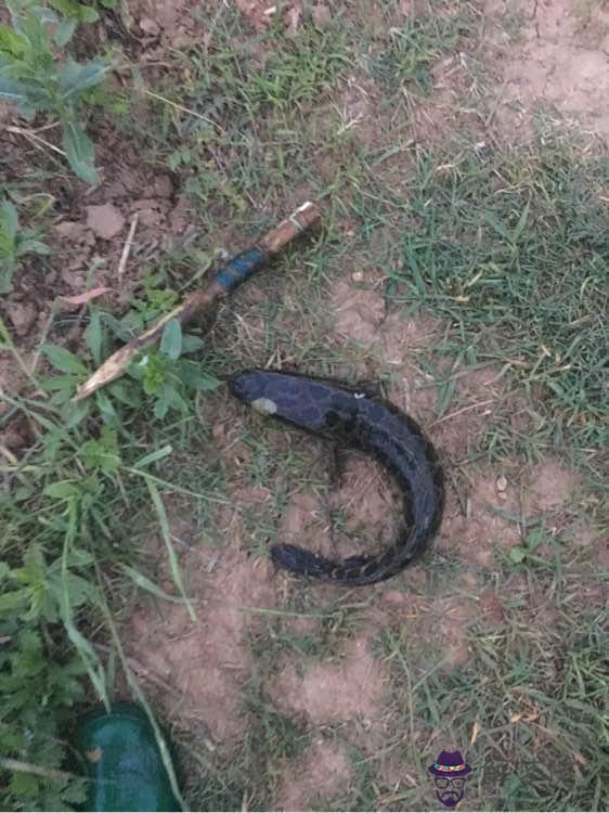 女人夢見殺蛇什麼預兆:夢見把蛇打死！有什麼預兆！