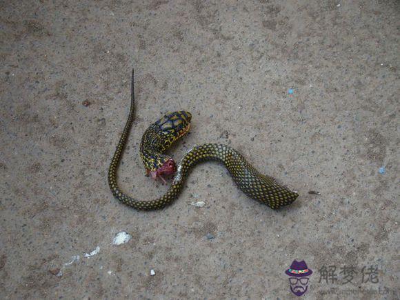 女人夢見殺蛇什麼預兆:女人夢見殺蛇是什麼意思周公解夢