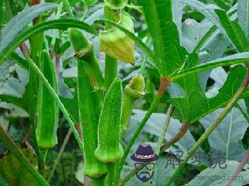秋葵有什麼功效:常吃秋葵的好處
