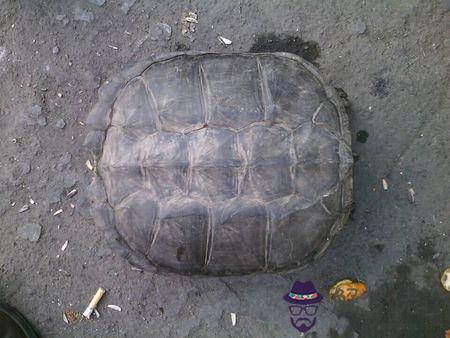 烏龜死在家里是吉是兇:家里養的烏龜死了是不是不吉祥的象征