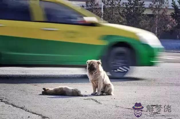 開車撞到狗是吉還是兆:開車撞死狗有什麼兆頭