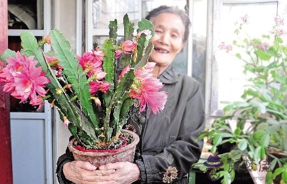 家里為什麼不能養荷花:家里養荷花有什麼禁忌嗎