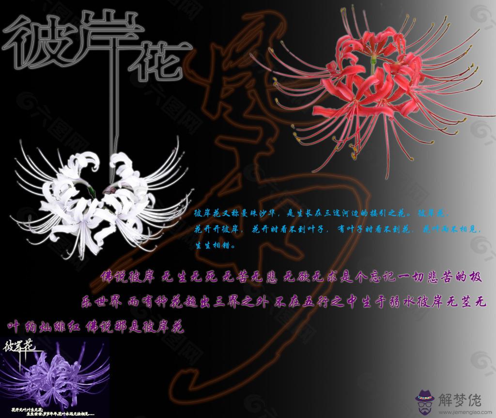 圖片花語:的花語是什麼?