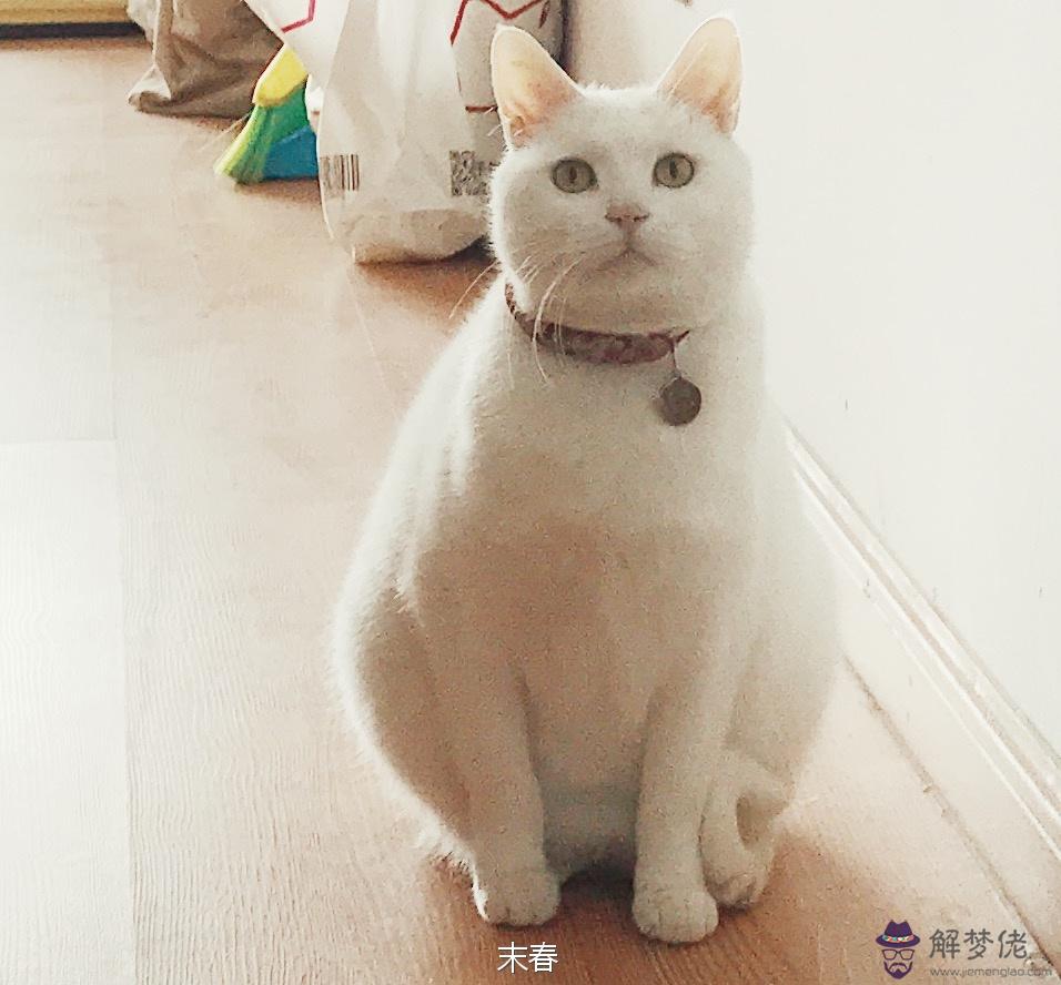 家里進貓是吉還是兇:家里進貓代表什麼預兆 是兇還是吉