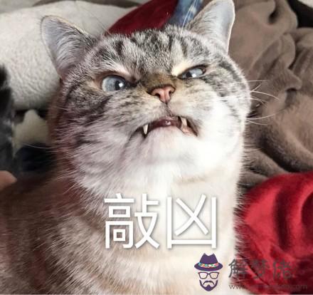 家里進貓是吉還是兇:家里進貓是吉還是兇
