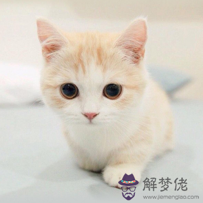 家里進貓是吉還是兇:夢見家里進貓是吉還是兇