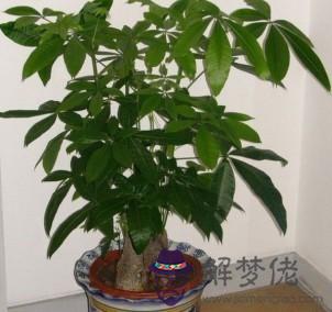 發財樹的養殖方法:發財樹的養殖方法