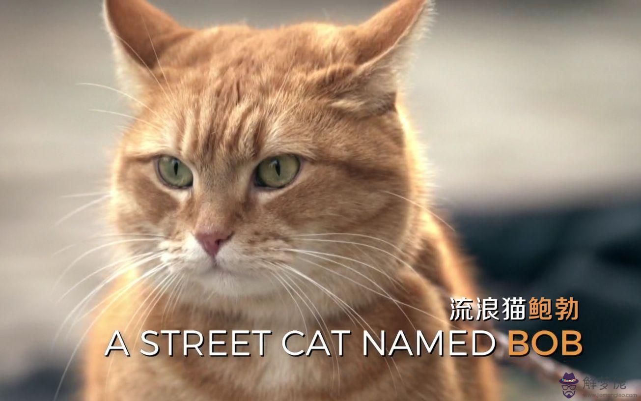 2007年屬什麼:2007年屬什麼生肖