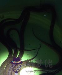 夢見把蛇打死了:夢見把蛇打死后從肚子里剝出蛇蛋