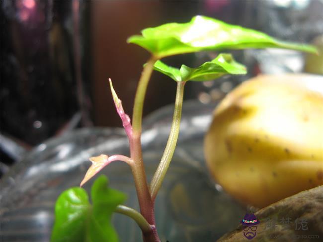 生芽的土豆能吃嗎:發芽的土豆能吃嗎?