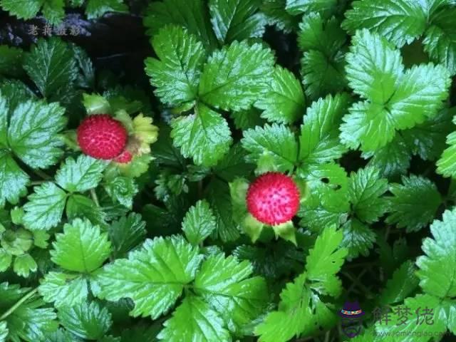 蛇莓可以直接吃嗎:蛇莓能吃嗎？（自己種的）