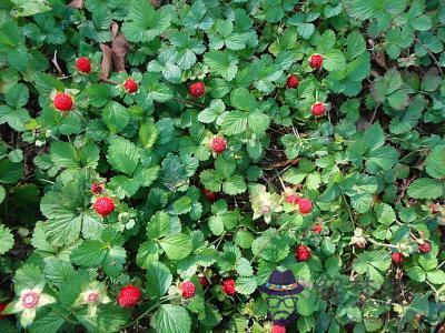 蛇莓可以直接吃嗎:蛇莓能像草莓一樣生吃嗎？有嗎？什麼味道？