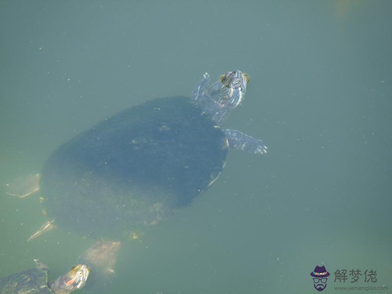 烏龜最快:前兆是什麼，！
