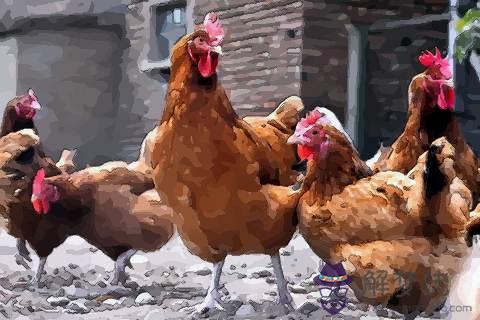 2005年屬雞幾月出生好:屬雞幾月出生最好