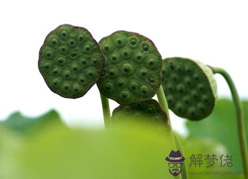 蓮蓬的功效與作用:吃蓮蓬有什麼好處